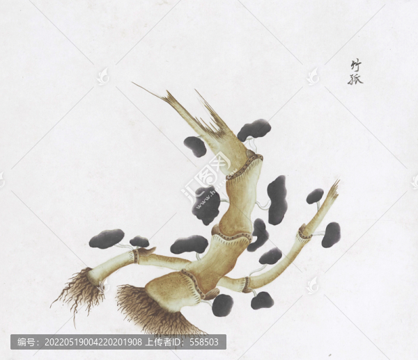 竹菇中草藥國畫素材插畫
