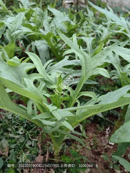 苦麥菜