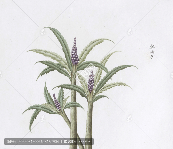 無(wú)漏子中草藥國(guó)畫(huà)素材插畫(huà)