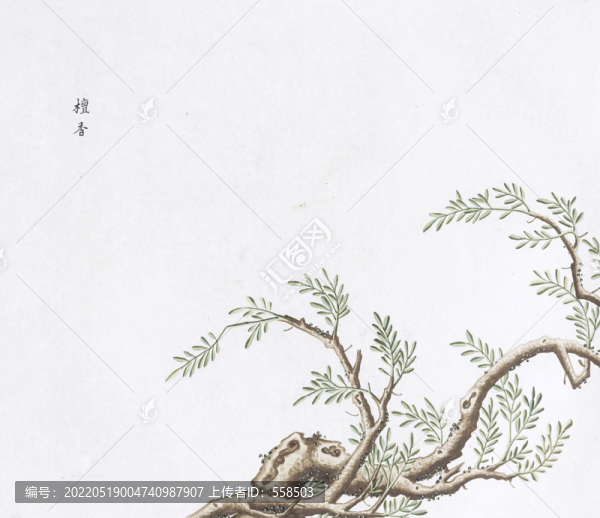 檀香中草藥國(guó)畫素材插畫