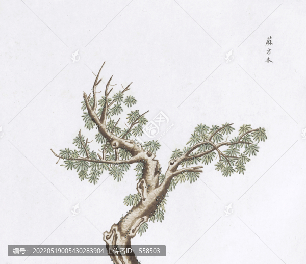 蘇方木中草藥國畫素材插畫