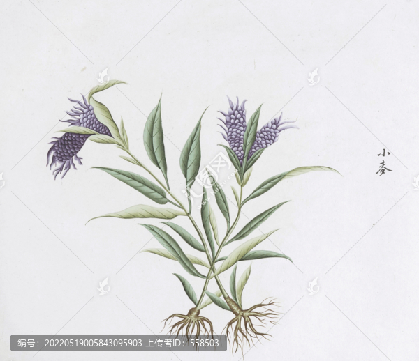 小麥中草藥國畫素材插畫