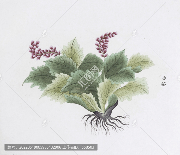 白菘中草藥國(guó)畫(huà)素材插畫(huà)