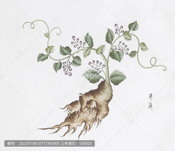 單薢中草藥國畫素材插畫