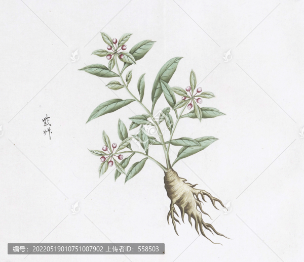 紫草中草藥國(guó)畫素材插畫
