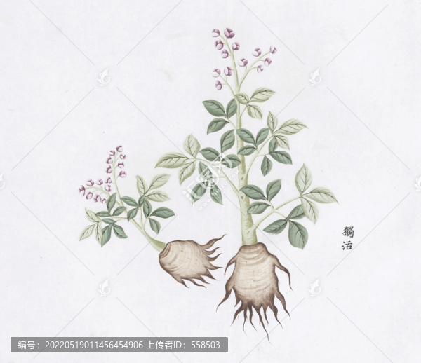 獨(dú)活中草藥國(guó)畫素材插畫