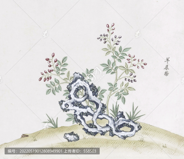 羊屎柴中草藥國畫素材插畫國畫