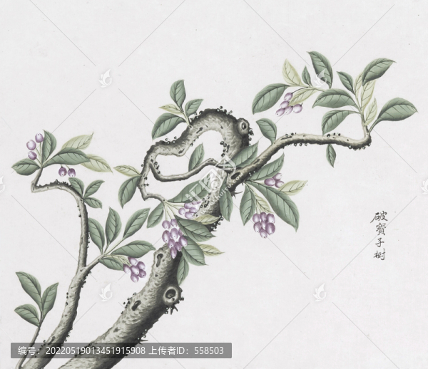 破布子樹中草藥國畫素材國畫