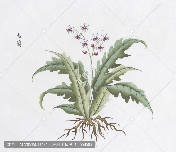 馬蘭中草藥國畫素材插畫國畫