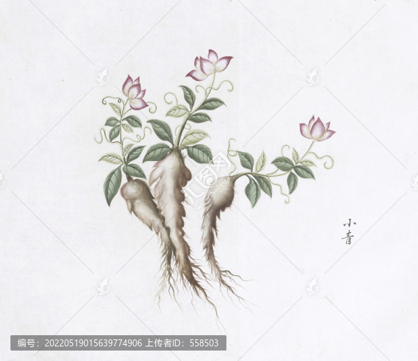 小青中草藥國畫素材插畫國畫