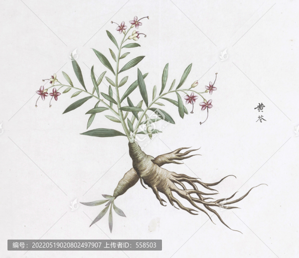 黃芩中草藥國(guó)畫(huà)素材插畫(huà)國(guó)畫(huà)