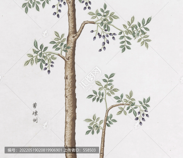苦楝樹中草藥國畫素材插畫國畫