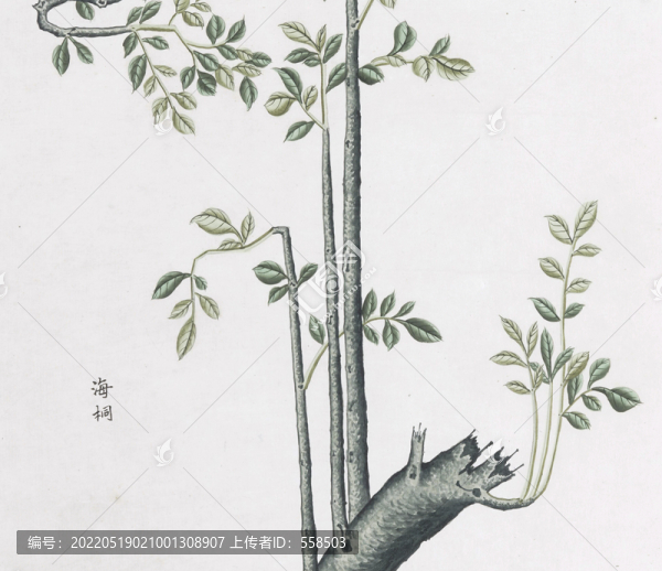 海桐中草藥國(guó)畫素材插畫國(guó)畫