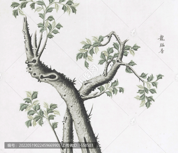 龍腦香中草藥國(guó)畫素材插畫國(guó)畫