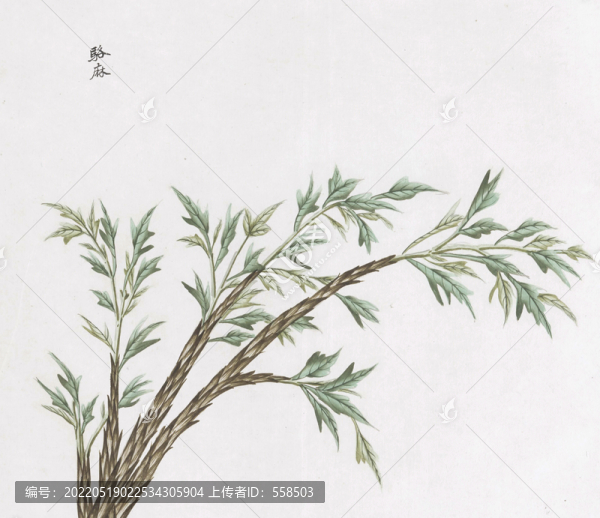 駱麻樹中草藥國畫素材插畫國畫