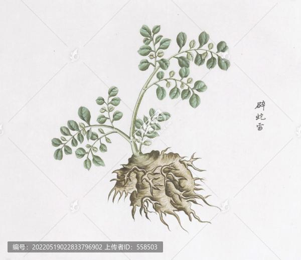 辟蛇雷中草藥國畫素材插畫國畫