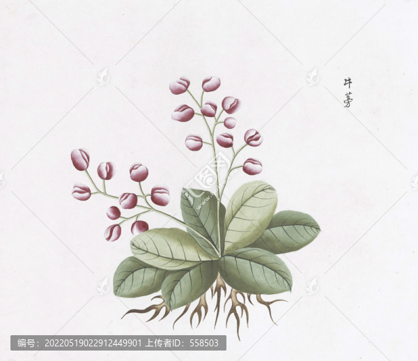 牛蒡中草藥國(guó)畫(huà)素材插畫(huà)國(guó)畫(huà)