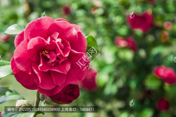 樹上茶花花朵