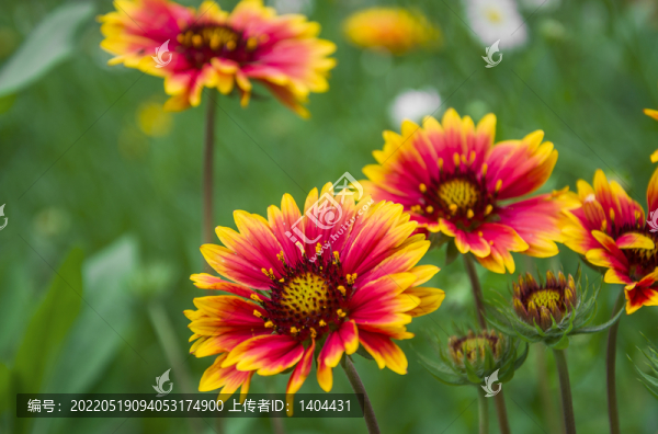 公園小雛菊
