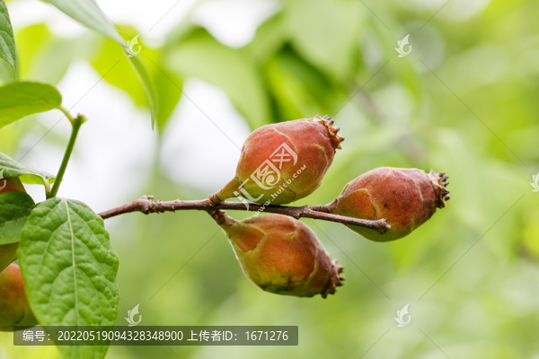 臘梅果