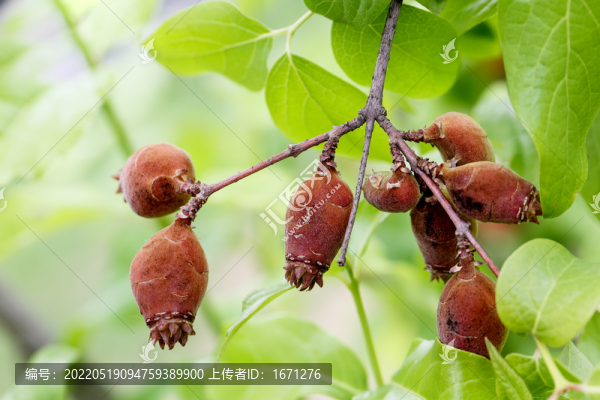 臘梅果