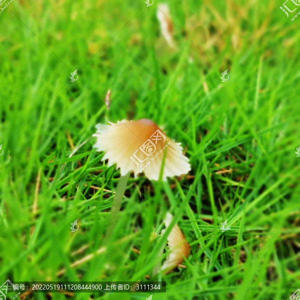 小野菌
