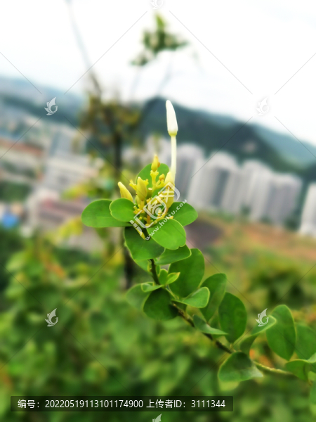 青籬柴花