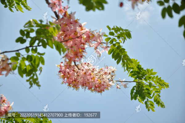 爪哇決明