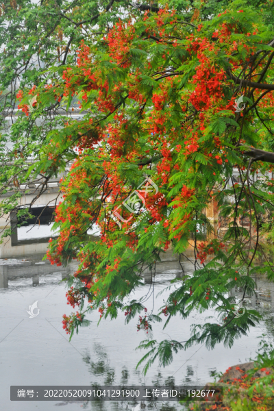 鳳凰花