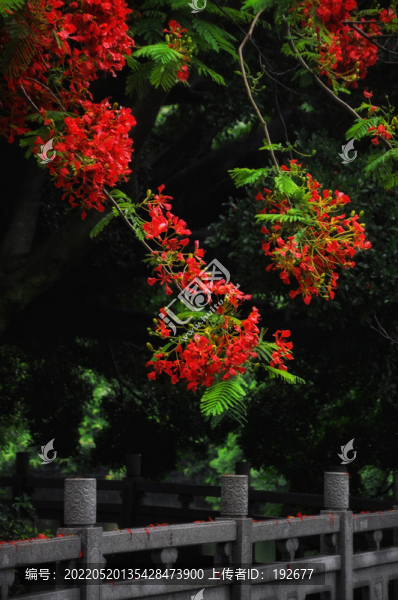 鳳凰花開(kāi)