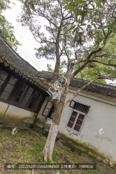 黃楊古樹