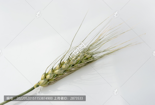 麥穗圖片