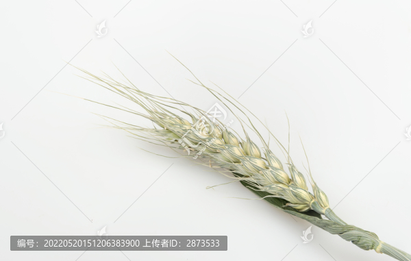 麥穗圖片