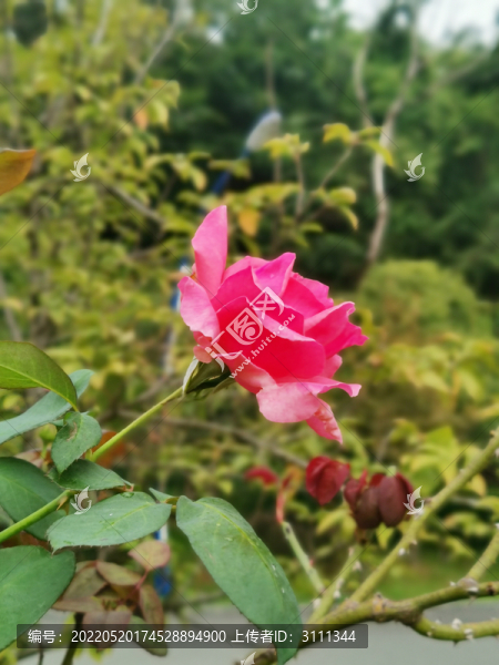 粉紅月季
