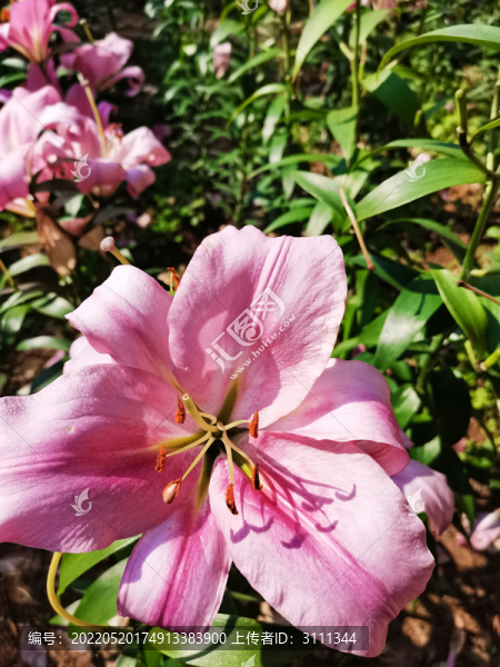 紅色百合花