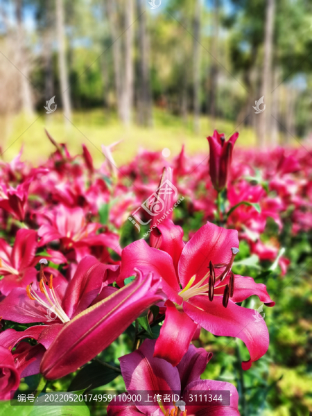 紅色百合花