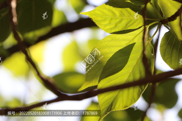 櫻花樹葉