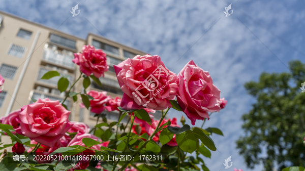 月季花