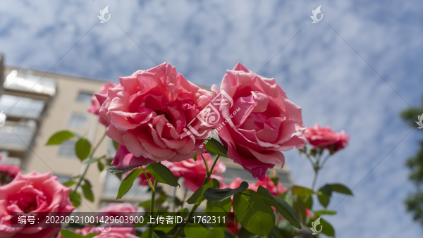 月季花