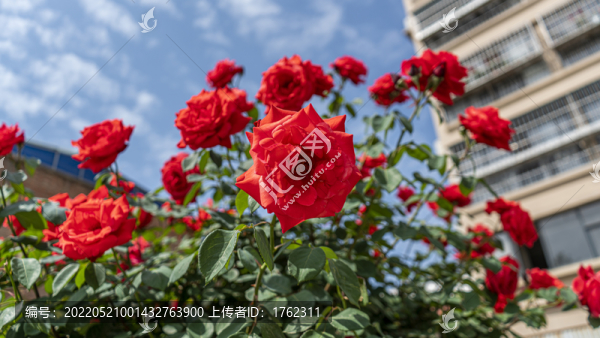 月季花