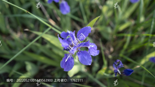 鳶尾