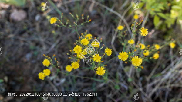 小雛菊