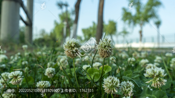 白車軸草