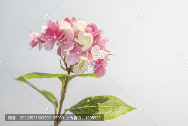 唯美粉紅繡球花