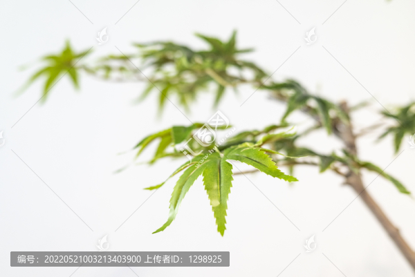 清新綠葉