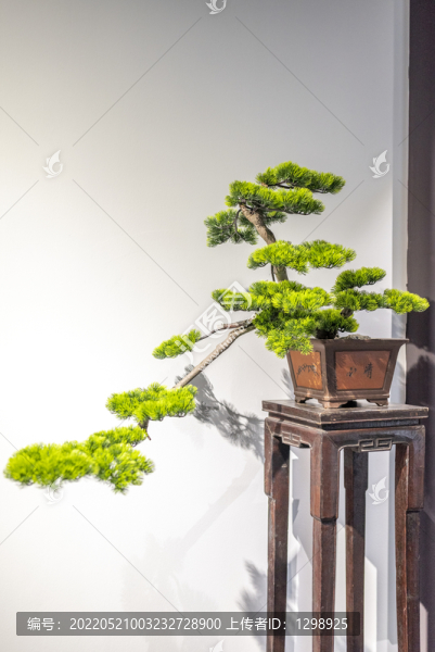 松樹(shù)盆栽