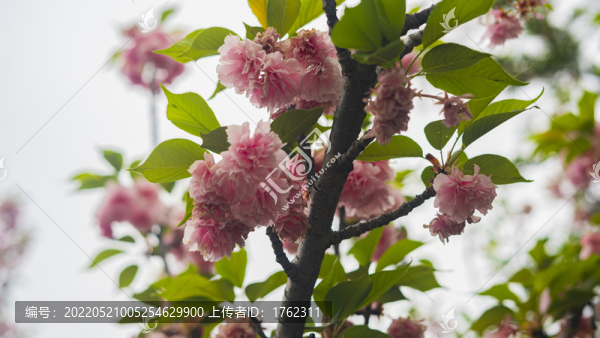 櫻花