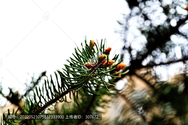 松樹果實