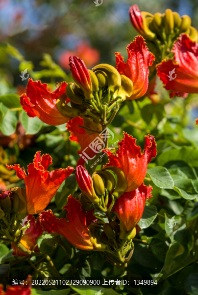 火焰花
