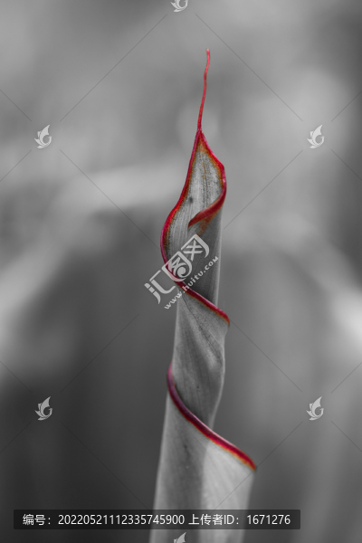 扭曲